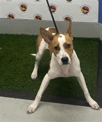 Shelter Stray Female Dog last seen LENWAY ROAD AND CREWS LAKE ROAD, 19640 Dogpatch Ln, Land O' Lakes, FL 34638, USA
