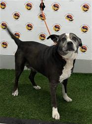 Shelter Stray Female Dog last seen HICKS RD, 19640 Dogpatch Ln, Land O' Lakes, FL 34638, USA