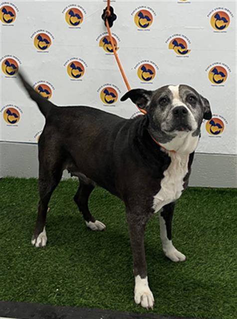 Shelter Stray Female Dog last seen HICKS RD, 19640 Dogpatch Ln, Land O' Lakes, FL 34638, USA