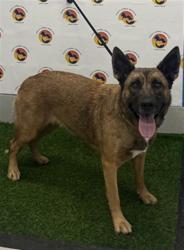 Shelter Stray Female Dog last seen HICKS RD, 19640 Dogpatch Ln, Land O' Lakes, FL 34638, USA