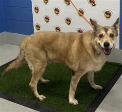 Shelter Stray Female Dog last seen MERIDIAN BLVD, 19640 Dogpatch Ln, Land O' Lakes, FL 34638, USA