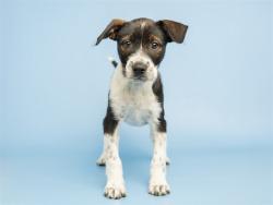 Shelter Stray Female Dog last seen GAUDALUPE AND I-10, 5501 E Van Buren St, Phoenix, AZ 85008, USA