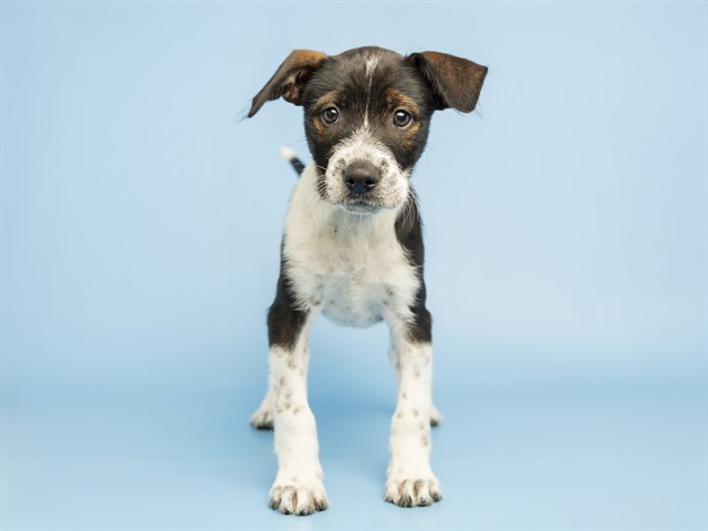Shelter Stray Female Dog last seen GAUDALUPE AND I-10, 5501 E Van Buren St, Phoenix, AZ 85008, USA