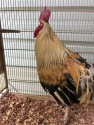 Shelter Stray Male Livestock last seen Near BLOCK HELEN ST, FAYETTEVILLE NC 28303, 4704 Corporation Dr, Fayetteville, NC 28306, USA