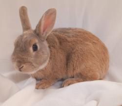 Shelter Stray Male Other last seen , 1850 W 60th St, Los Angeles, CA 90047, USA