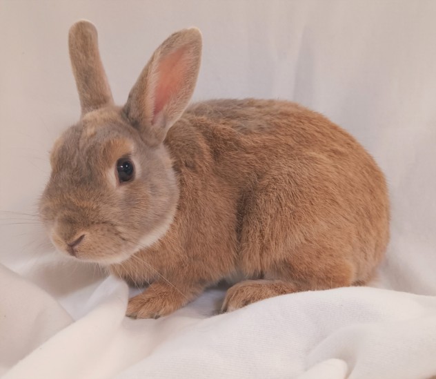 Shelter Stray Male Other last seen , 1850 W 60th St, Los Angeles, CA 90047, USA