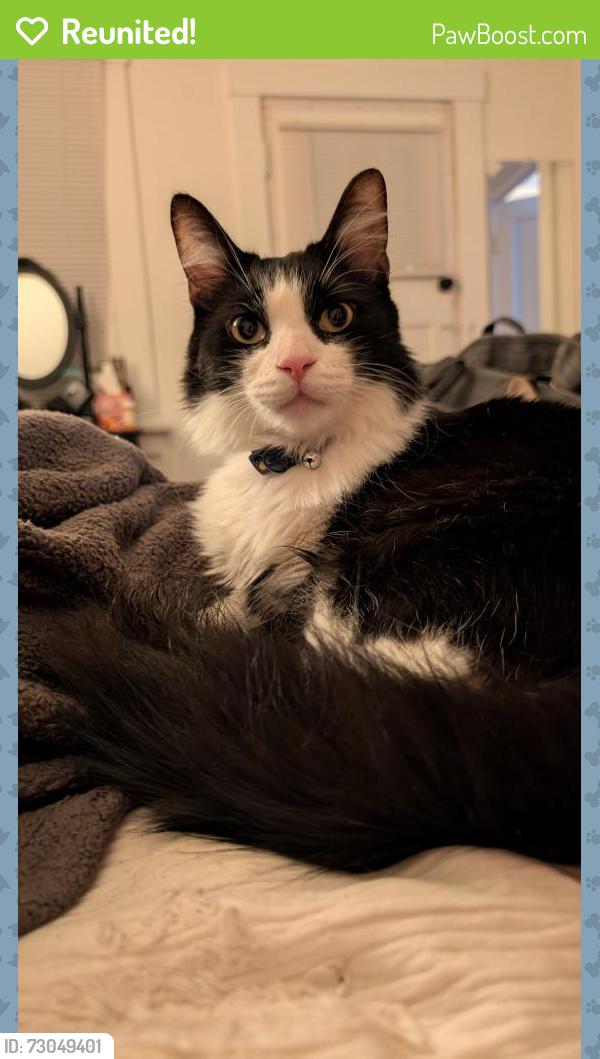Reunited Male Cat last seen Rio grande street, El Paso, TX 79902