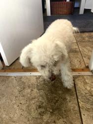 Reunited Unknown Dog last seen Payne and Fayette, Alexandria, VA 22314