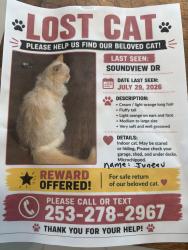 Reunited Male Cat last seen Soundview drive, University Place, WA 98466