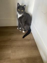 Lost Male Cat last seen North New Hampshire, Los Angeles, CA 90004