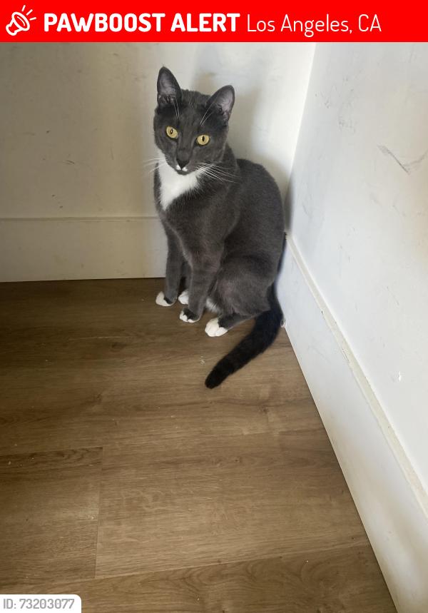 Lost Male Cat last seen North New Hampshire, Los Angeles, CA 90004