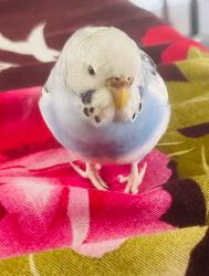 Reunited Unknown Bird last seen Hillside Ave, Bellerose, Queens, NY 11427
