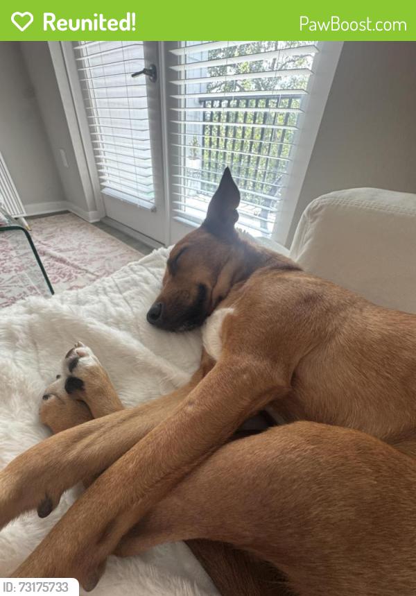 Reunited Male Dog last seen Kathleen / Glen or Columbus / Himes, Tampa, FL 33607