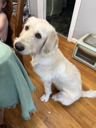 Lost Female Dog last seen Rosemont Dr, Columbus, GA 31909