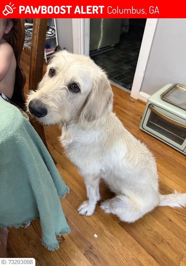 Lost Female Dog last seen Rosemont Dr, Columbus, GA 31909