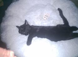 Reunited Male Cat last seen Highfields south street Doncaster, South Yorkshire, England 