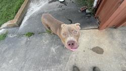 Found/Stray Male Dog last seen American Concrete, Anderson, SC 29625