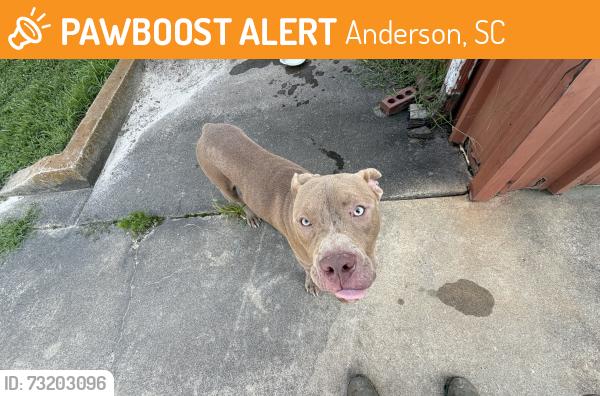 Found/Stray Male Dog last seen American Concrete, Anderson, SC 29625