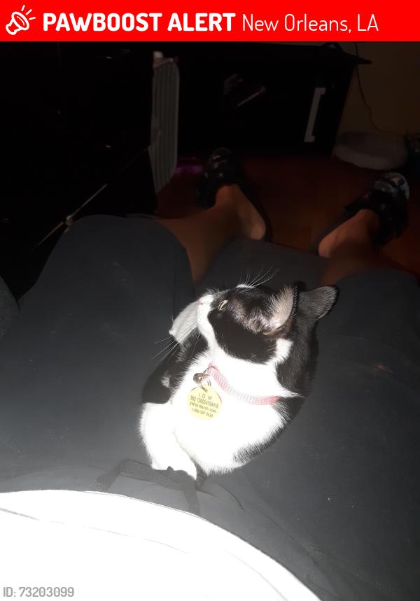 Lost Female Cat last seen NRobertson st, New Orleans, LA 70117