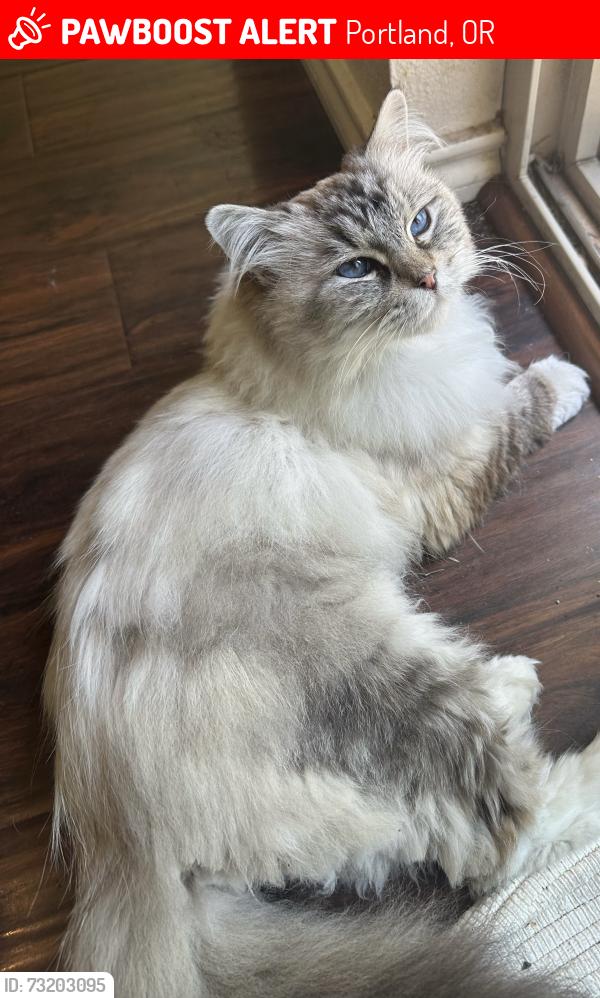 Lost Female Cat last seen Tilbury Park, Portland, OR 97229