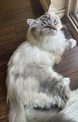 Lost Female Cat last seen Tilbury Park, Portland, OR 97229