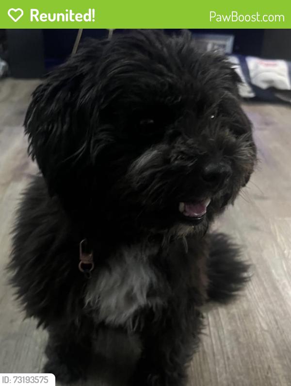 Reunited Female Dog last seen Ramona Blvd, Baldwin Park, CA, USA, Baldwin Park, CA 91706