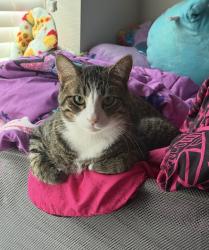Reunited Male Cat last seen Near E Temple Pl, Aurora, CO 80015, USA, Aurora, CO 80015