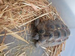 Found/Stray Unknown Reptile last seen 182nd/kingsdale ave/El Nido park, Redondo Beach, CA 90278