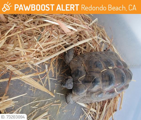 Found/Stray Unknown Reptile last seen 182nd/kingsdale ave/El Nido park, Redondo Beach, CA 90278