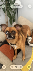 Lost Female Dog last seen Governors Ranch, Littleton, CO 80123