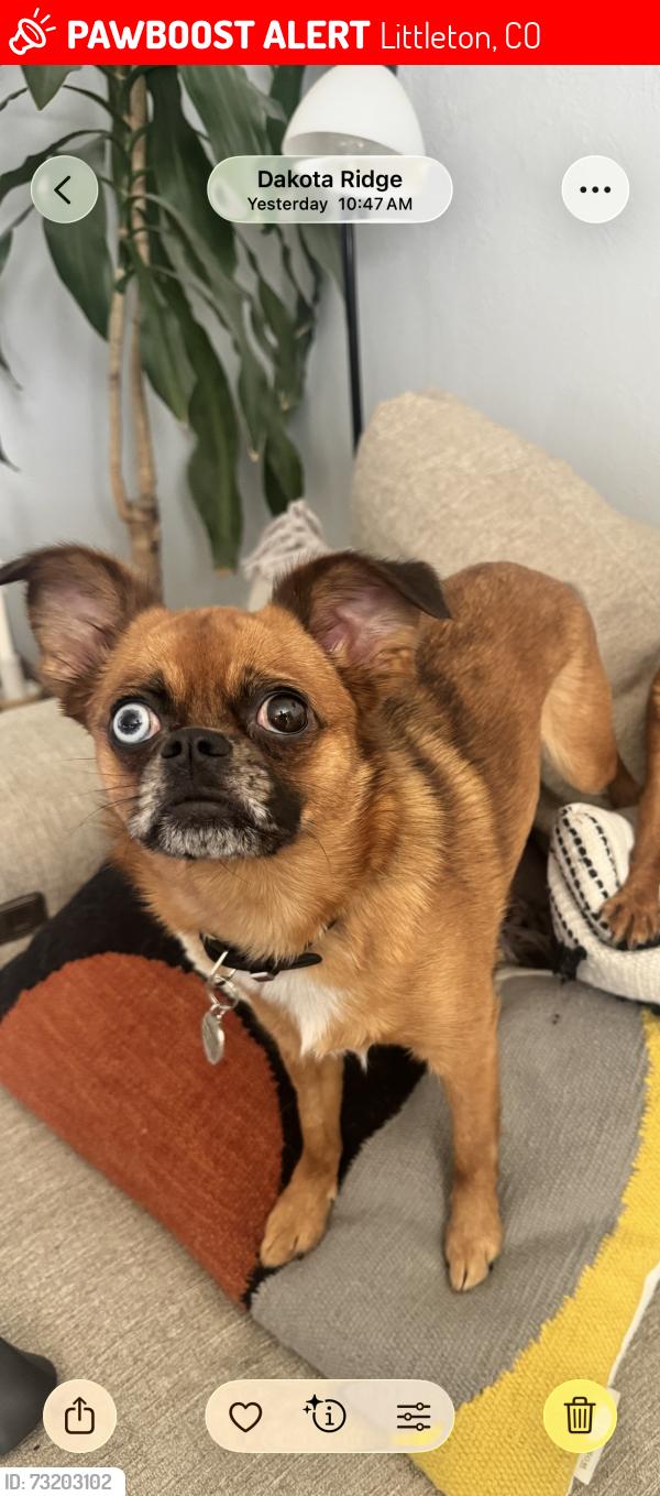 Lost Female Dog last seen Governors Ranch, Littleton, CO 80123