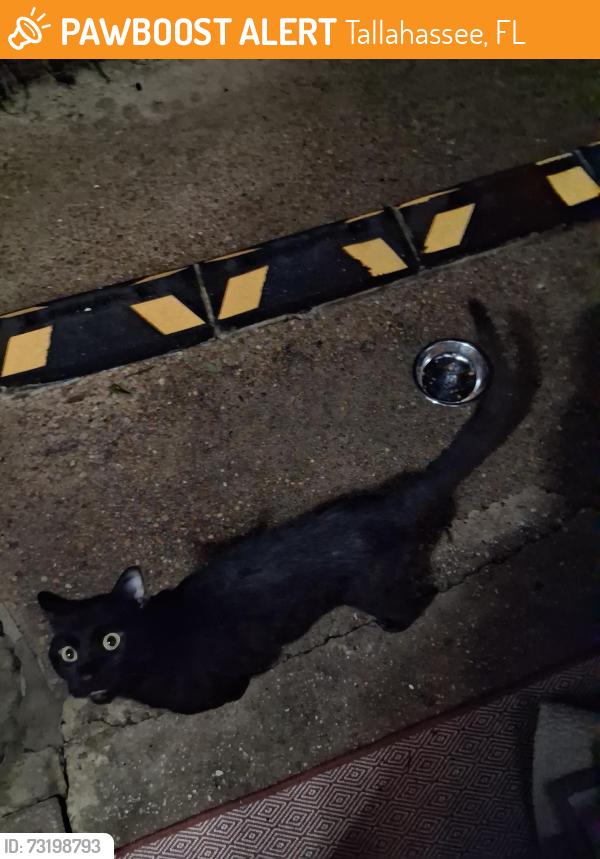 Found/Stray Male Cat last seen Blairstone Road and Kay Avenue., Tallahassee, FL 32301