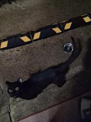 Found/Stray Male Cat last seen Blairstone Road and Kay Avenue., Tallahassee, FL 32301