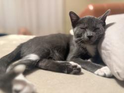 Reunited Female Cat last seen Near W Main St, Tustin, CA 92780, USA, Tustin, CA 92780