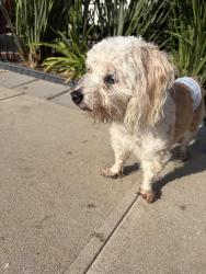 Reunited Unknown Dog last seen C St, Colton, CA 92324