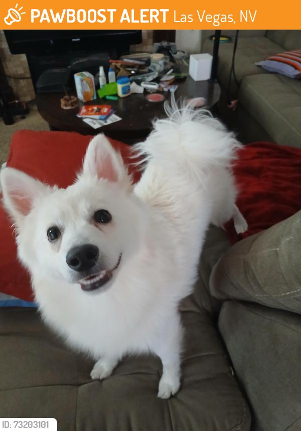 Found/Stray Male Dog last seen Near Comstock lode ln, Las Vegas, NV 89118