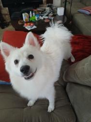 Found/Stray Male Dog last seen Near Comstock lode ln, Las Vegas, NV 89118