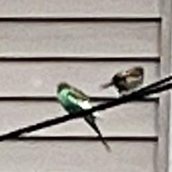 Found/Stray Unknown Bird last seen Near Marshall St, Medford, MA 02155