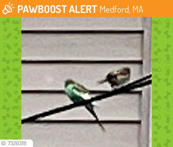 Found/Stray Unknown Bird last seen Near Marshall St, Medford, MA 02155