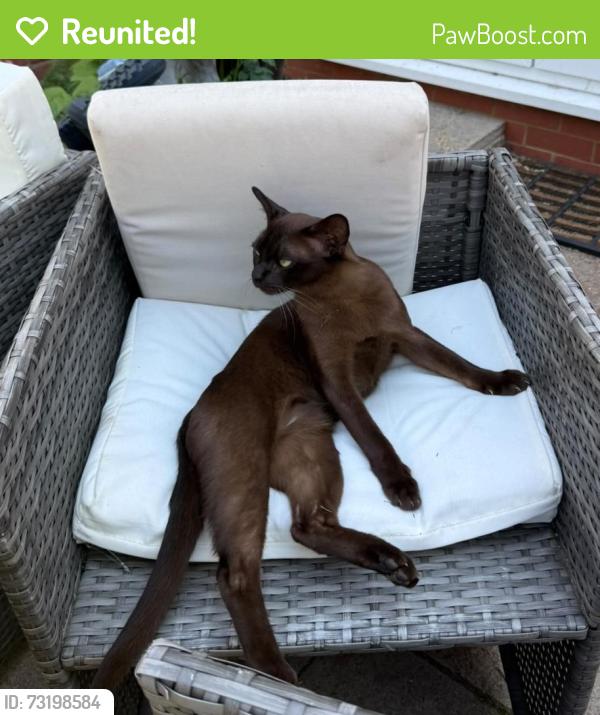 Reunited Male Cat last seen Topgolf Addlestone, New Haw, England KT15 3NA