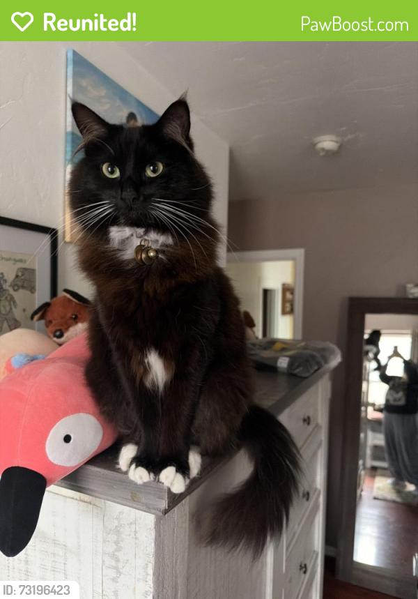 Reunited Female Cat last seen H St & Manzanita Ave, Eureka, CA 95503, USA, Eureka, CA 95503