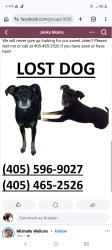 Lost Male Dog last seen 81st and Elwood Tulsa, OK, Tulsa, OK 74132