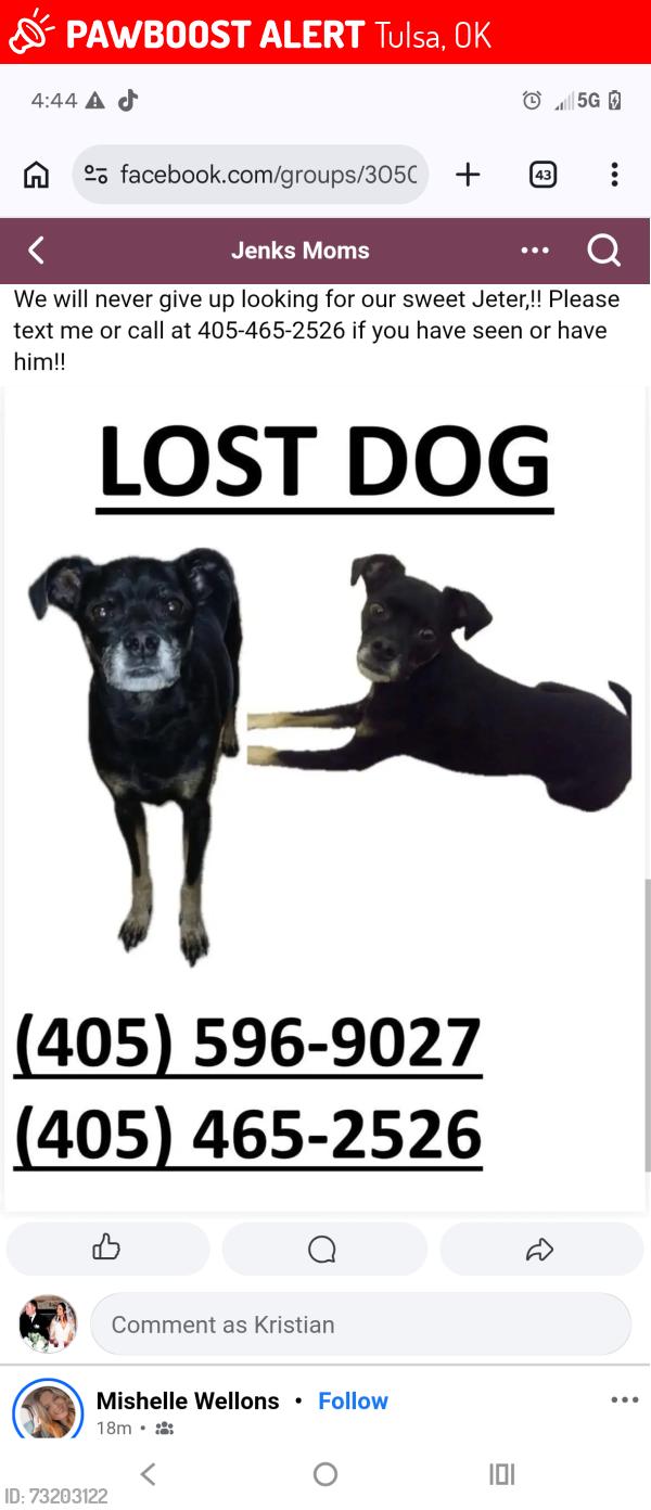 Lost Male Dog last seen 81st and Elwood Tulsa, OK, Tulsa, OK 74132