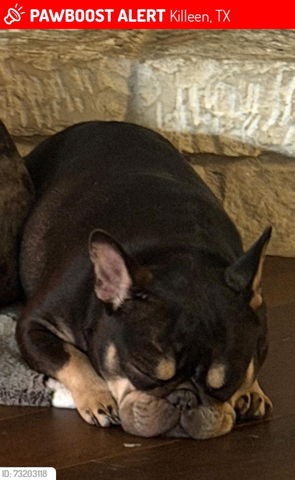 Lost Female Dog last seen Bridgewood, Killeen, TX 76549