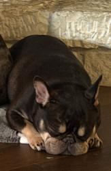 Lost Female Dog last seen Bridgewood, Killeen, TX 76549