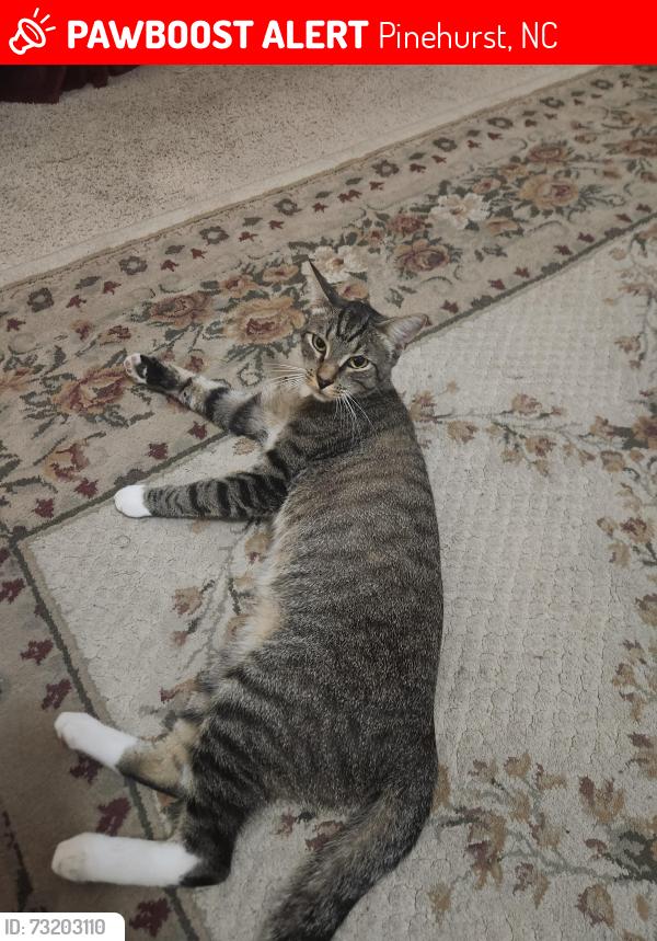Lost Male Cat last seen Cameron and Longleaf, Pinehurst, NC 28374