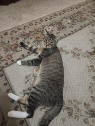 Lost Male Cat last seen Cameron and Longleaf, Pinehurst, NC 28374