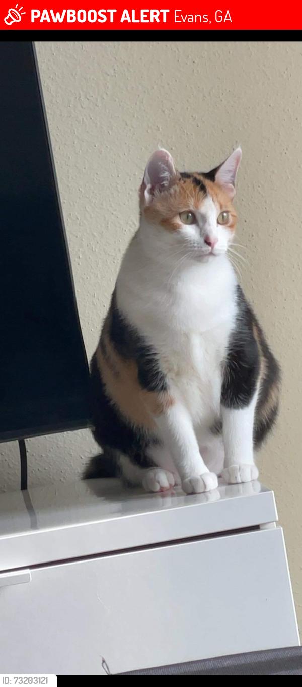 Lost Female Cat last seen Sumac trl evans, Evans, GA 30809