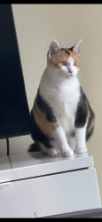 Lost Female Cat last seen Sumac trl evans, Evans, GA 30809