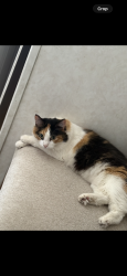 Lost Female Cat last seen Veterans Blvd & S 9th Ave, Tucson, AZ 85713